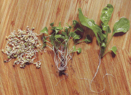 Comparison of sprouts, microgreens, and mature greens side by side